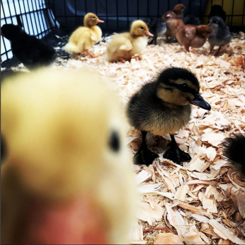 Baby_Ducks