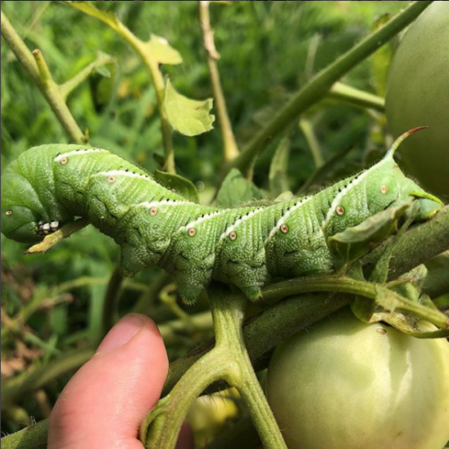 Catepillar