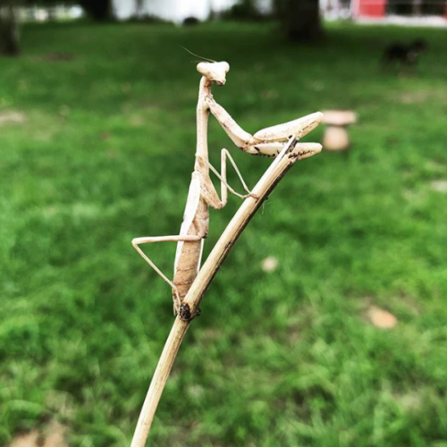 PRaying_Mantis